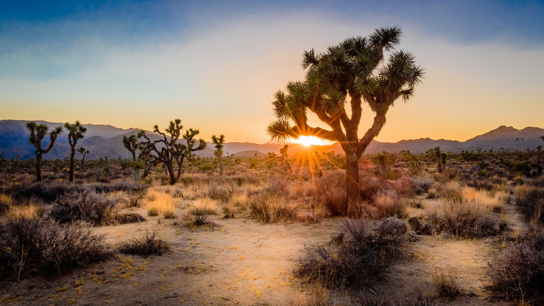 Sunset on the desert landscape in Joshua Tree National Park, California